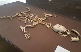 Year 3 Adventure at Creswell Crags